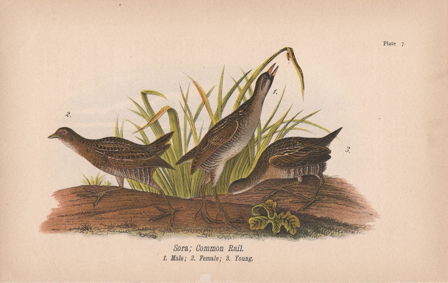 1885 Study of Sora; The Common Rail