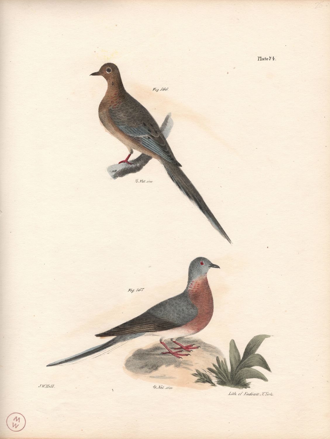 1844 Hand Colored Lithograph Plate # 74 Red Breasted Doves From the Zoology of New York