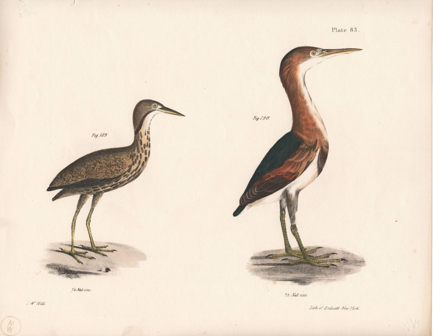1844 Hand Colored Lithograph Plate # 83 Least &amp; American Bitterns From the Zoology of New York