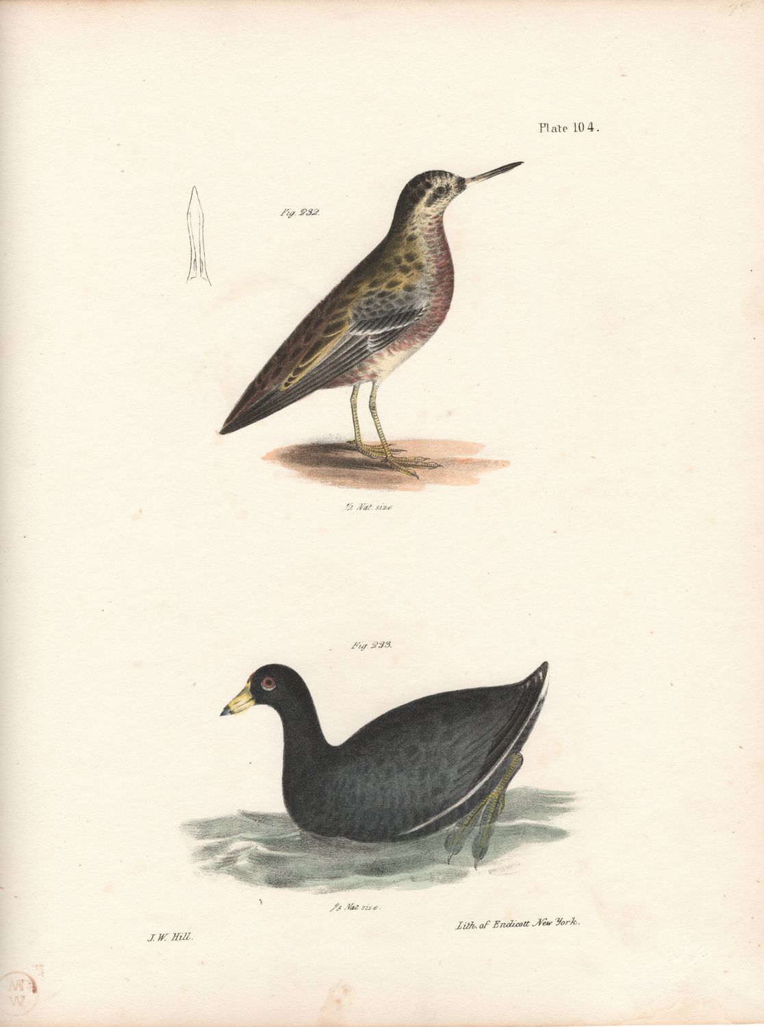 1844 Hand Colored Lithograph Plate # 104 Coot &amp; a Phalarope From the Zoology of New York