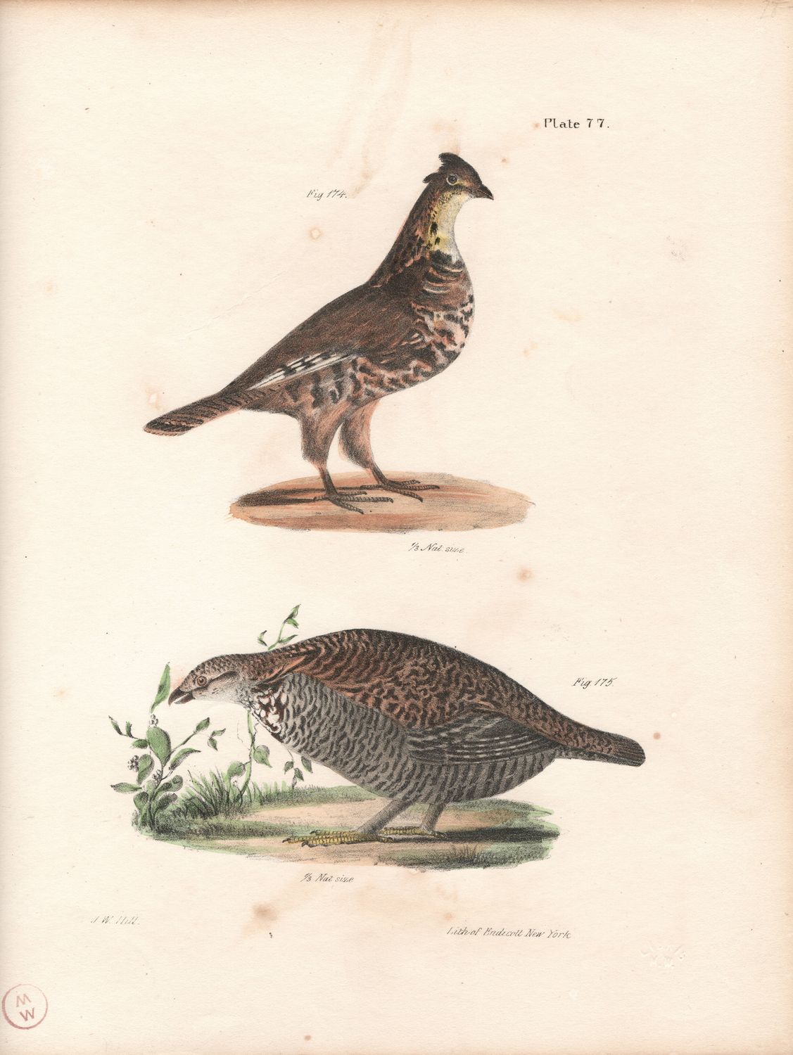 1844 Hand Colored Lithograph Plate # 77 Common Partridge &amp; Pinated Grouse From the Zoology of New York