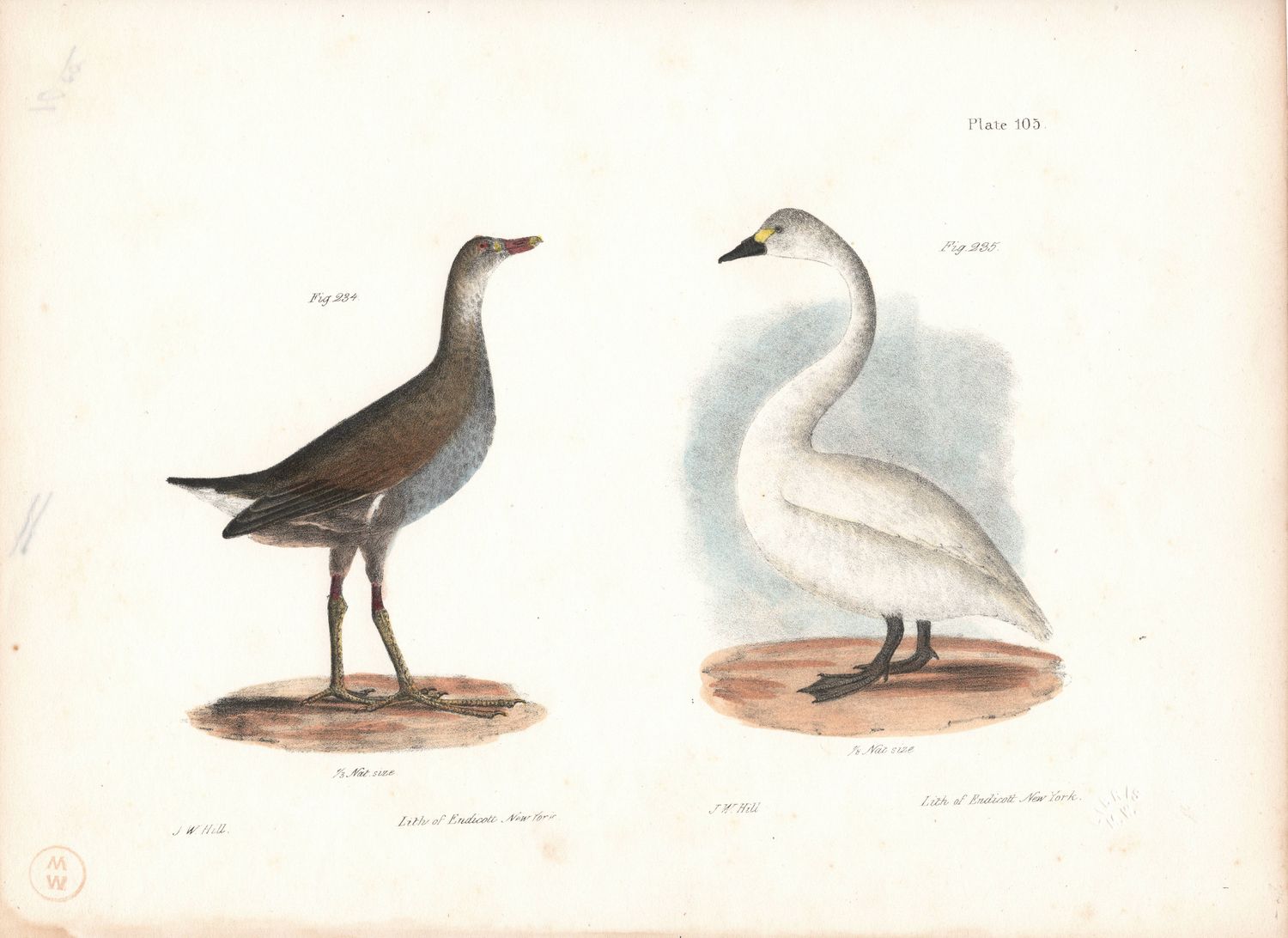 1844 Hand Colored Lithograph Plate # 105 Whistling Swan &amp; Florida Gallinule From the Zoology of New York