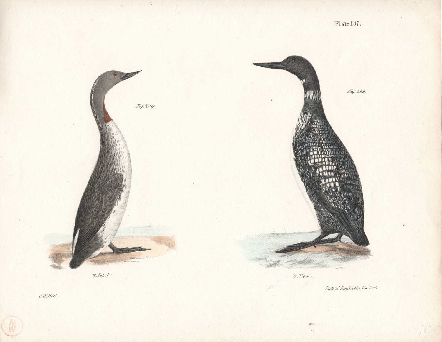 1844 Hand Colored Lithograph Plate # 137 Red Throated &amp; Great Loons From the Zoology of New York