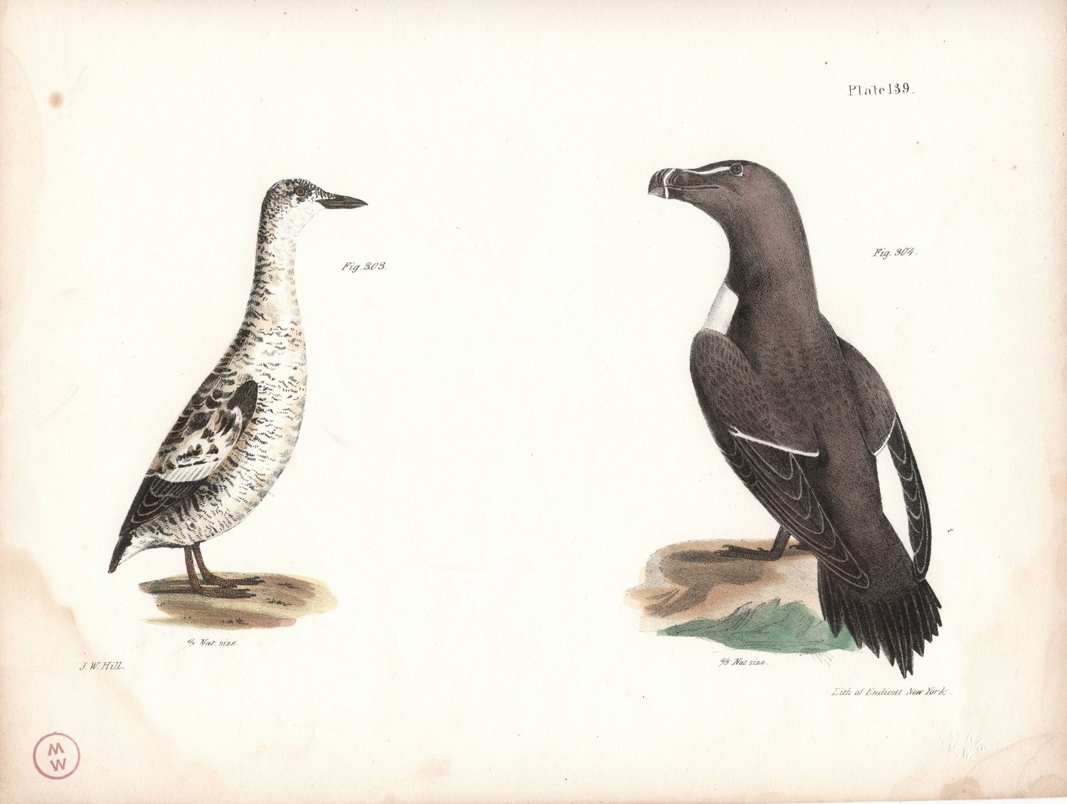 1844 Hand Colored Lithograph Plate # 139 Razor Bill &amp; Black Guillemot From the Zoology of New York