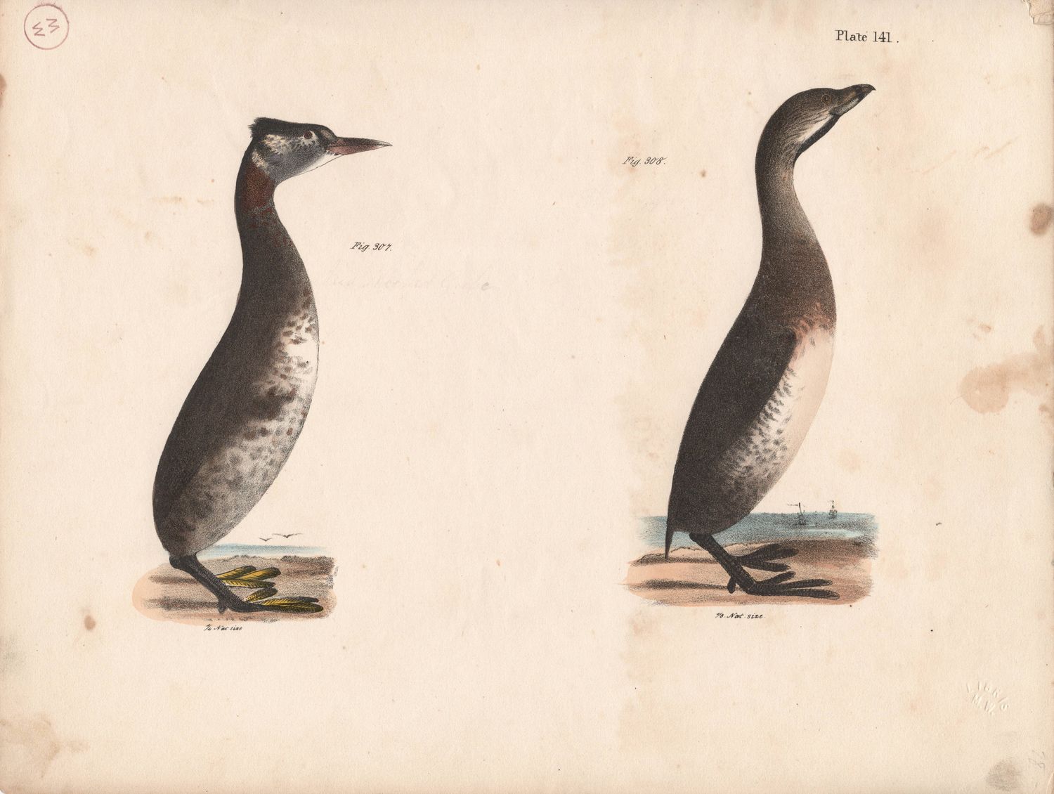 1844 Hand Colored Lithograph Plate # 141 Red Necked Grebe &amp; Dipper Grebe From the Zoology of New York