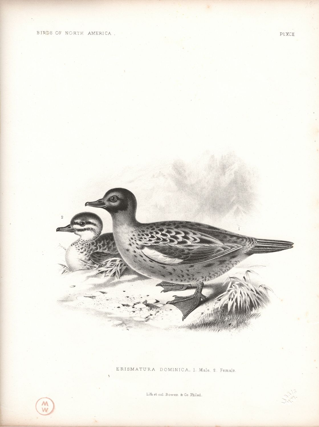 1860 Birds of North America Plate # 92 Erismatura Dominica - Masked Duck by Thomas Bowen