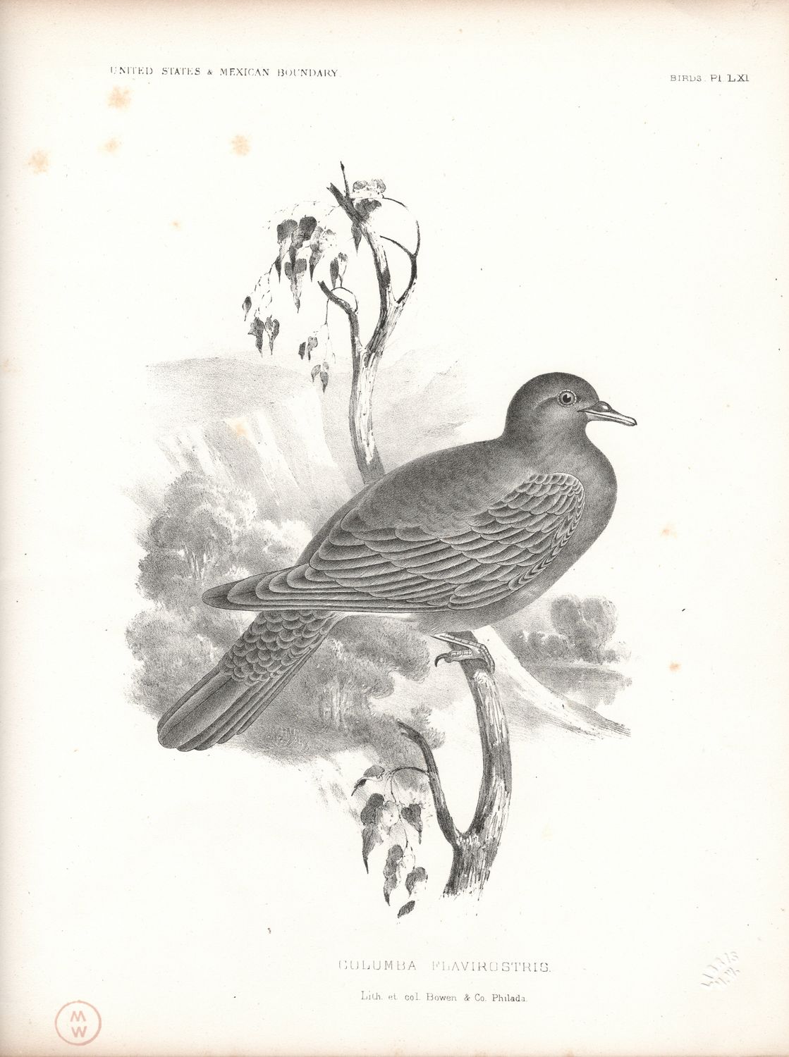 1860 United States - Mexico Boundary  Plate #61 Columbia Flavirostris - Red Billed Pidgeon by Thomas Bowen
