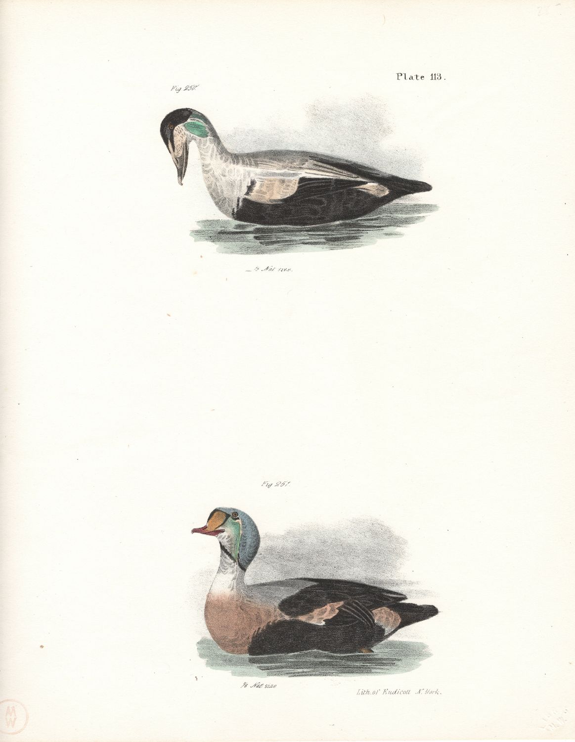 1844 Hand Colored Lithograph Plate # 113  Eider &amp; King Ducks From the Zoology of New York