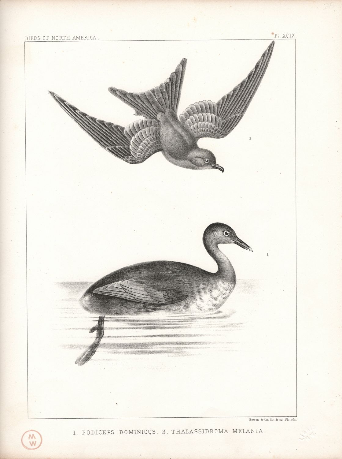 1860 Birds of North America Plate # 99 Podiceps Domincus - White Winged Grebe &amp; Thalassidroma Melania Black Storm-Petrel by Thomas Bowen