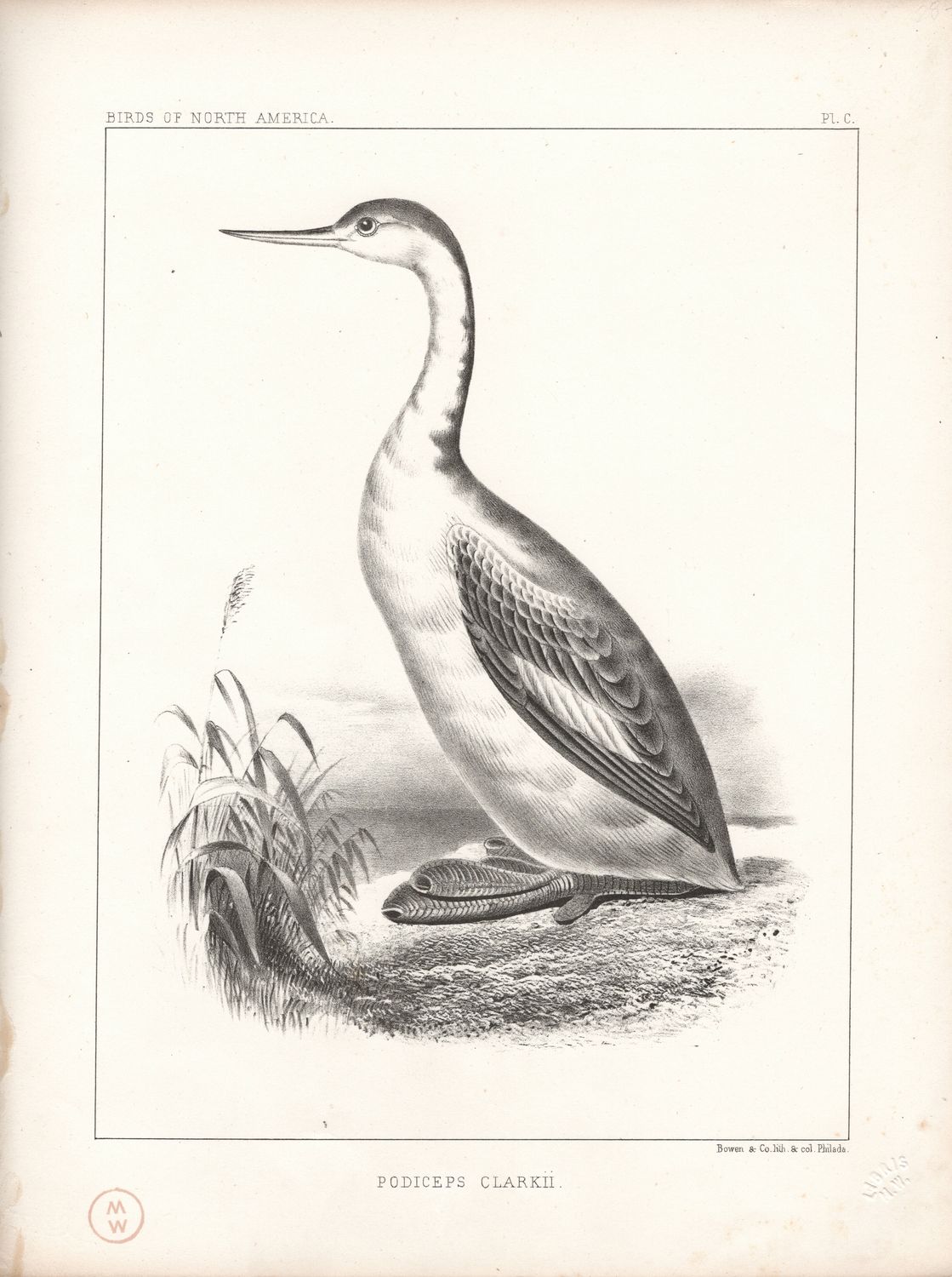 1860 Birds of North America Plate # 100 Podiceps ClarkIi - Clark's Grebe by Thomas Bowen