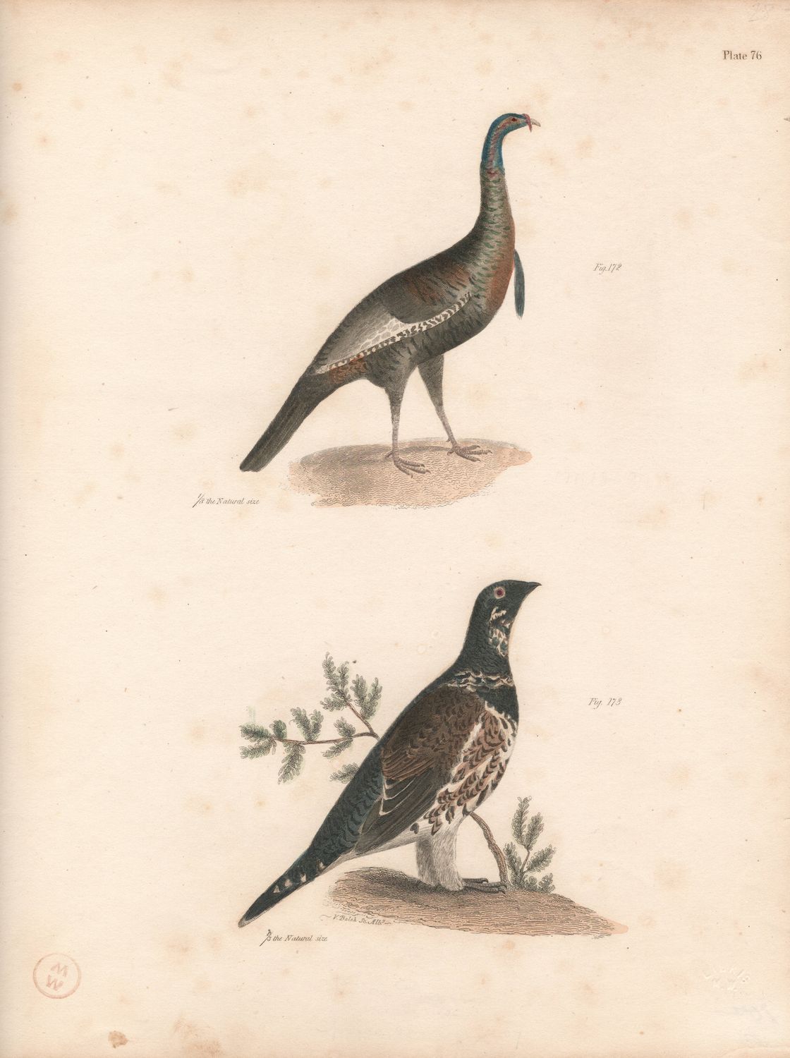 1844 Hand Colored Lithograph Plate # 76 American Turkey &amp; Black backed Quail From the Zoology of New York