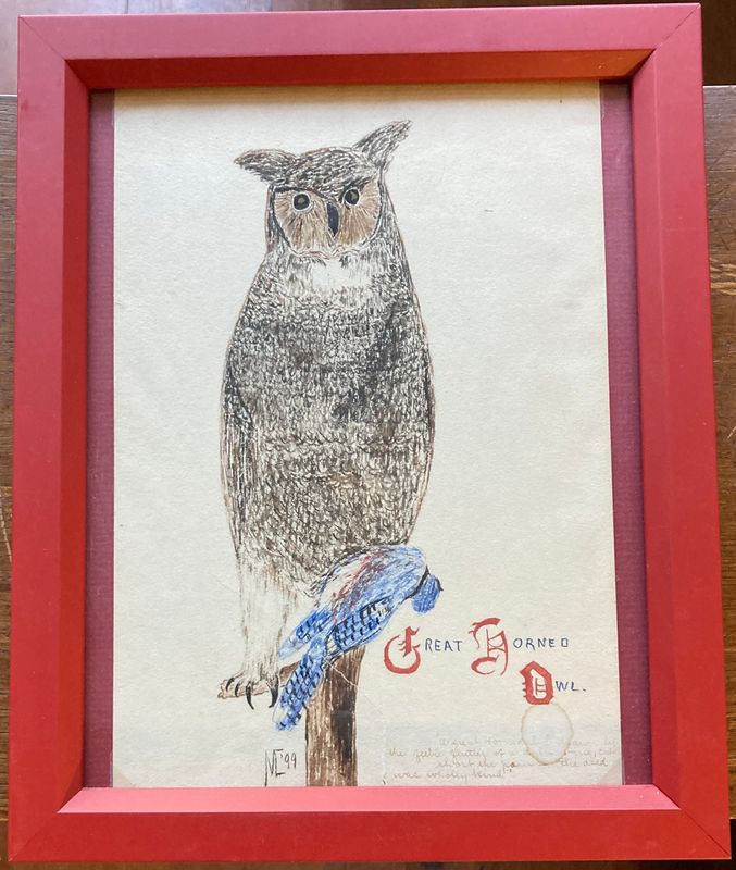1899-1900 Set of 3 Hand Drawn Bird's: Owl, Swallow, Yellow Bellied sap sucker