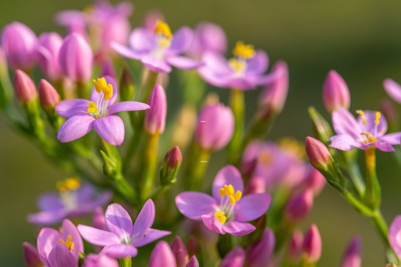 FORMATION AROMATHÉRAPIE PRATIQUE/FAMILIALE