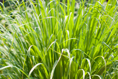 Lemongrass