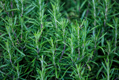 Rosemary Mint