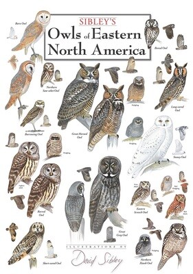 Owls of Eastern North America Poster