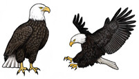 Jabebo Bald Eagle Earrings