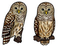 Jabebo Barred Owl Earrings