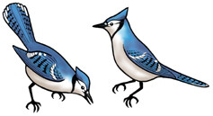 Jabebo Blue Jay Earrings