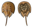 Jabebo Horseshoe Crab Earrings