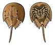 Jabebo Horseshoe Crab Earrings