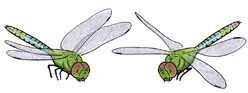 Jabebo Dragonfly Earrings
