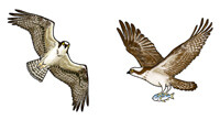Jabebo Osprey Earrings