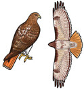 Jabebo Red-tailed Hawk Earrings