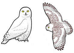 Jabebo Snowy Owl Earrings
