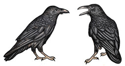 Jabebo Common Raven Earrings