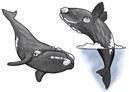 Jabebo Right Whale Earrings