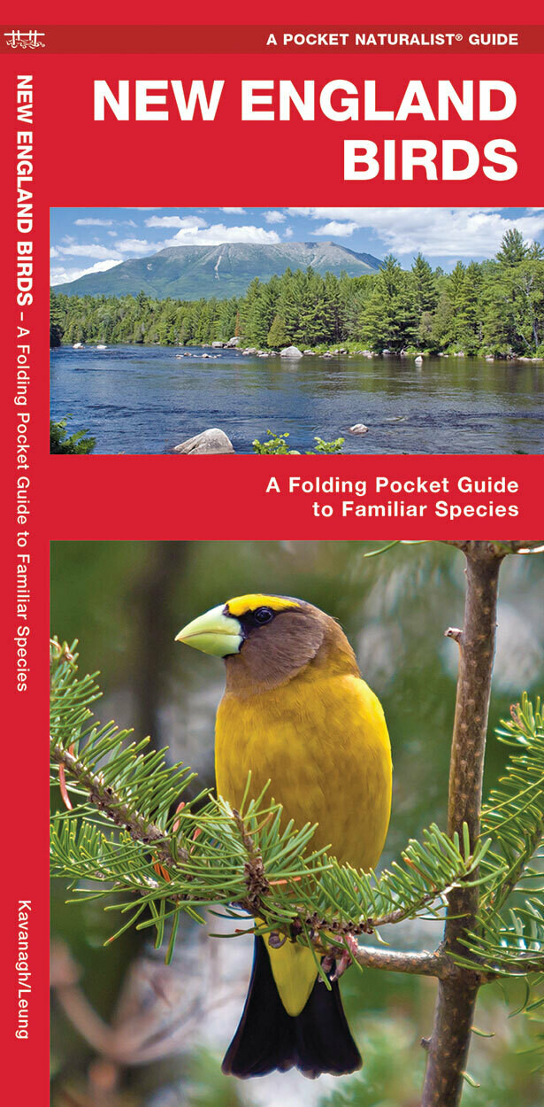 Pocket Naturalist: New England Birds