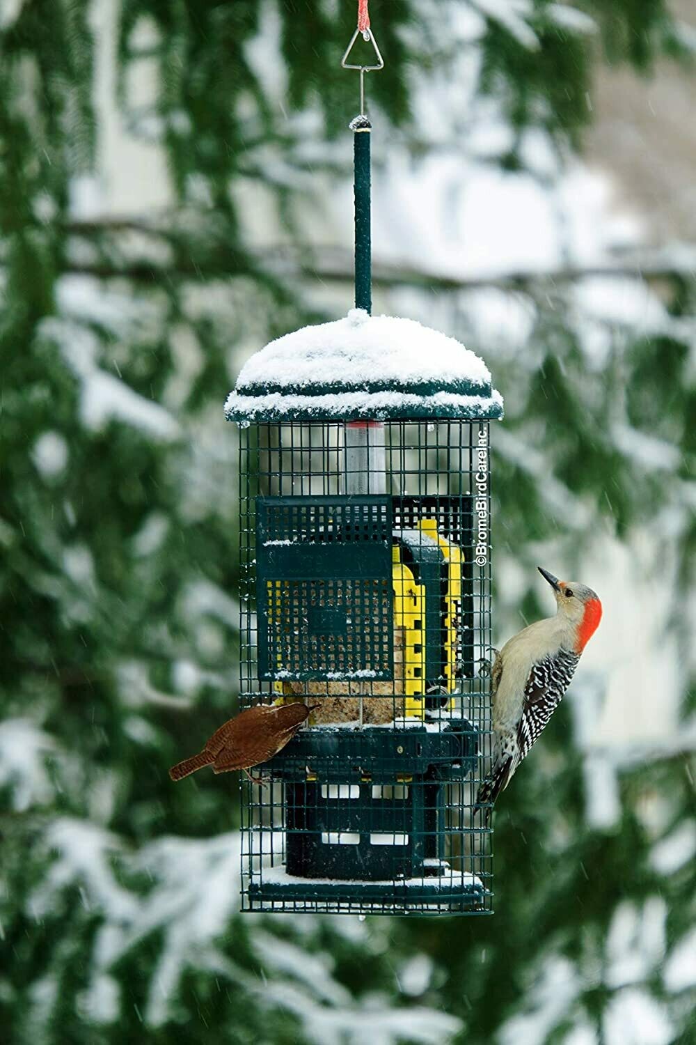 Squirrel Buster Suet