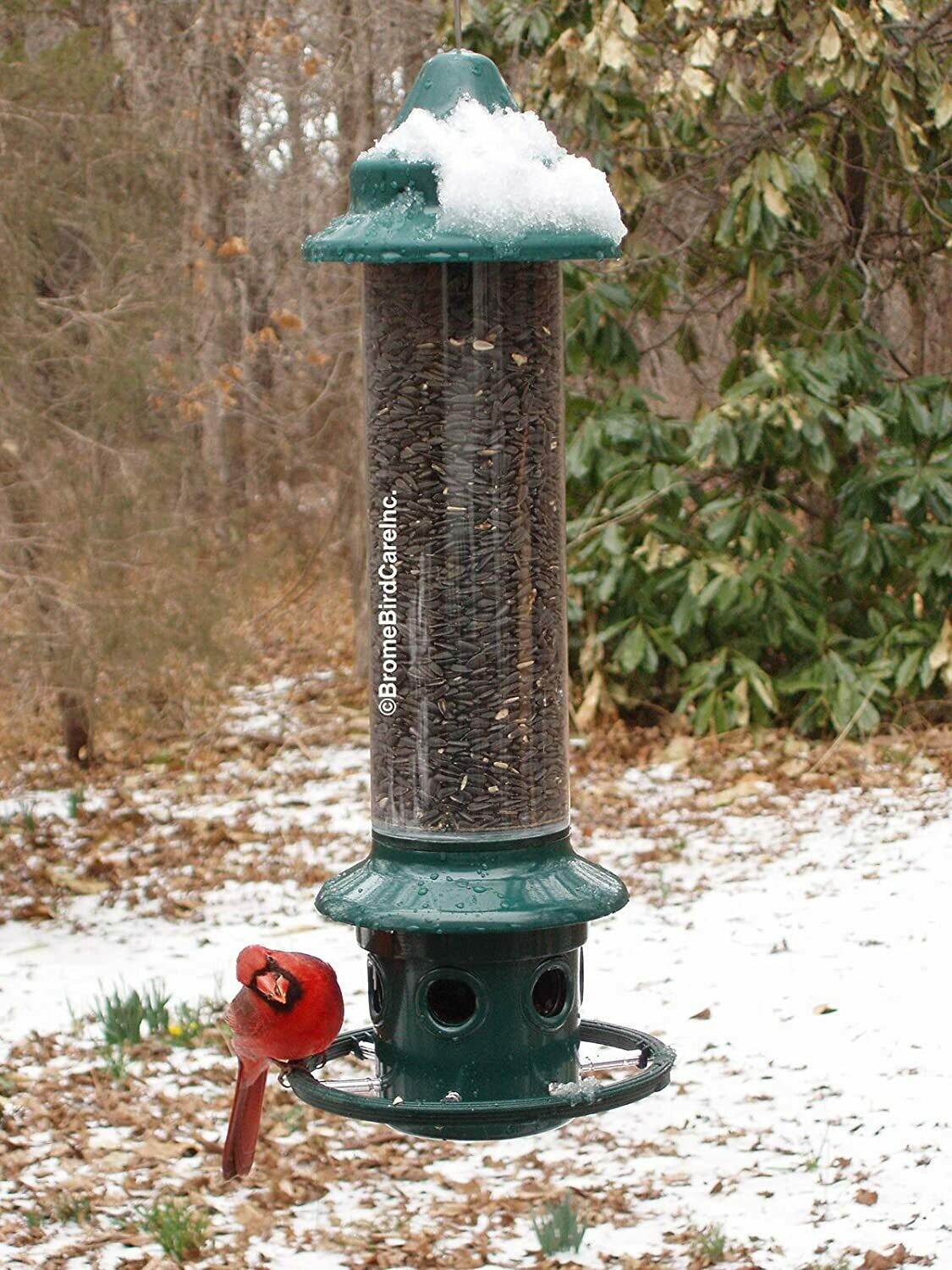 SQUIRREL BUSTER PLUS
