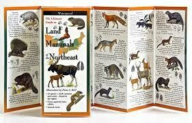 Land Mammals of The Northeast