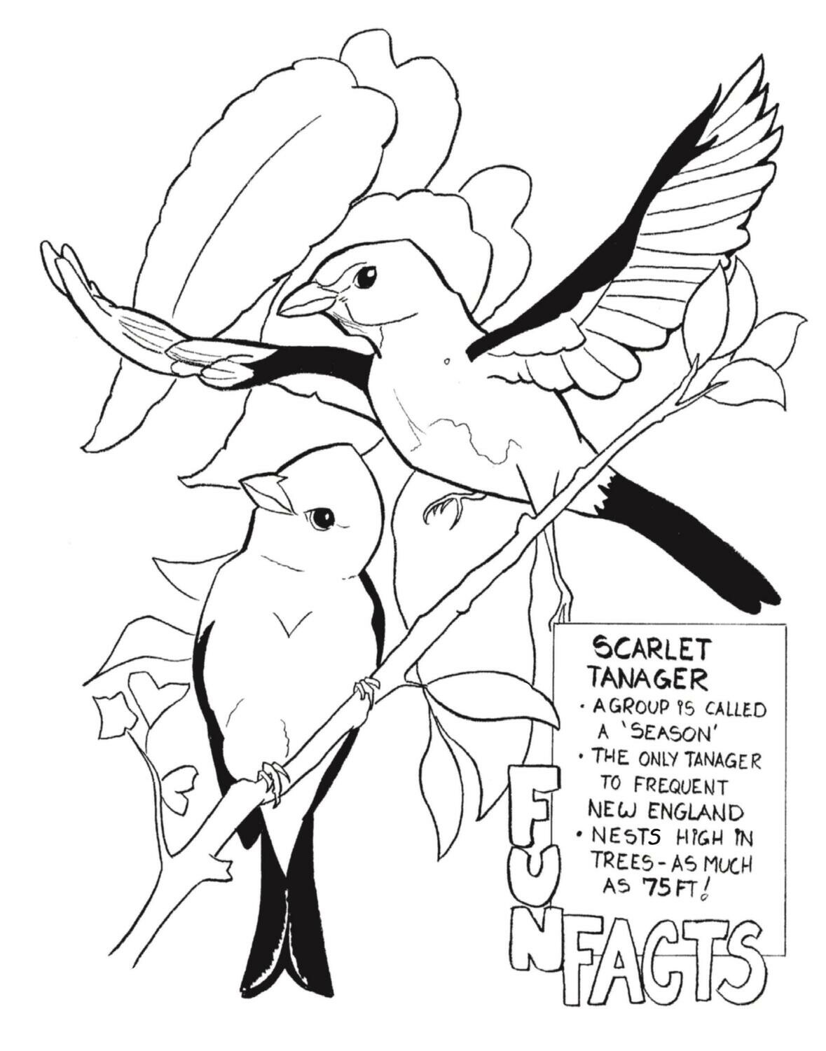 Download Audubon Coloring Book