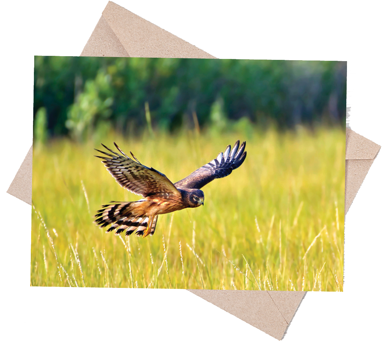 Audubon Raptor Note Card Set