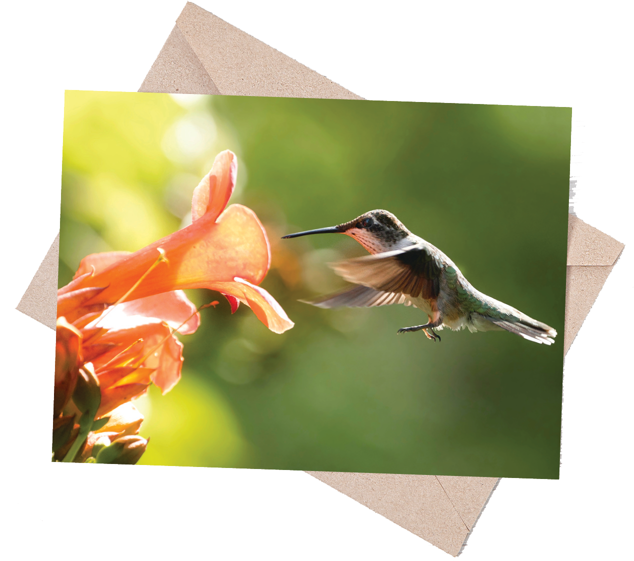 Audubon Songbird Note Card Set