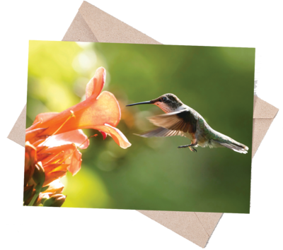Audubon Songbird Note Card Set