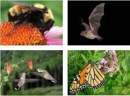 Hummingbirds & Pollinators