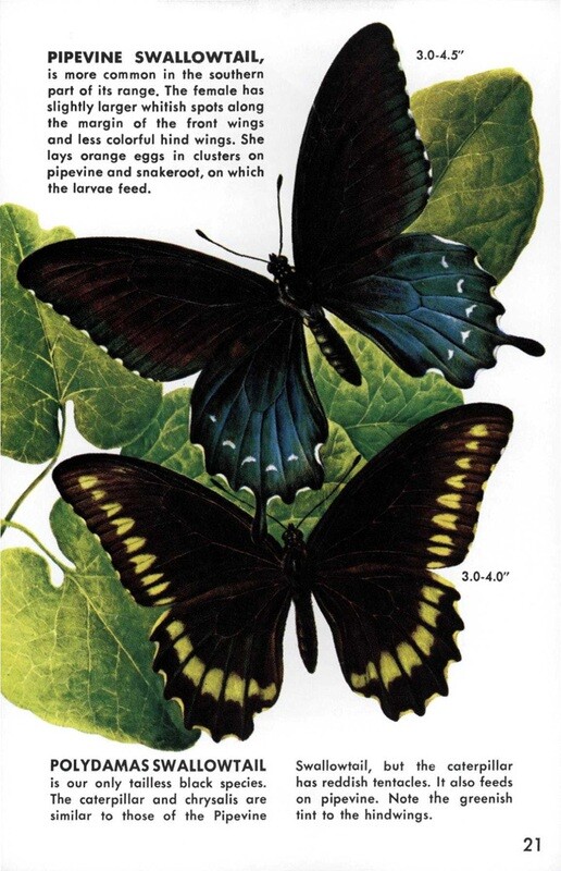 GOLDEN GUIDE - Butterflies and Moths