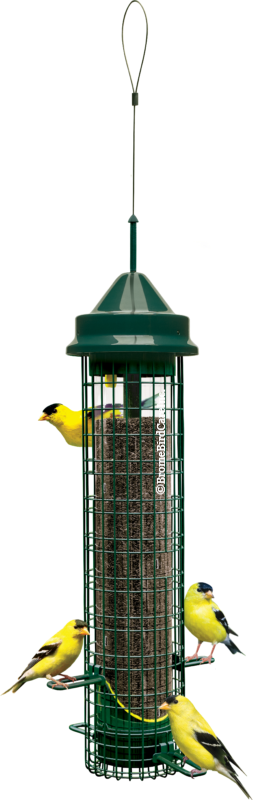 Squirrel Buster Finch