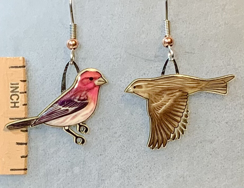 Jabebo Purple Finch