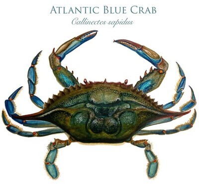 Atlantic Blue Crab Print 11x17