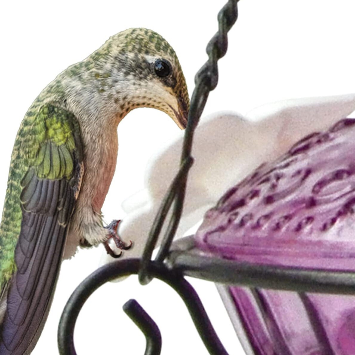 Nature&#39;s Way Purple Nectar series 14oz Hummingbird