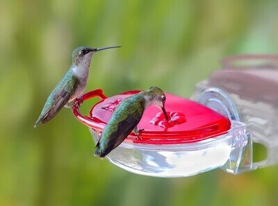 Gem 4oz Window Hummingbird Feeder