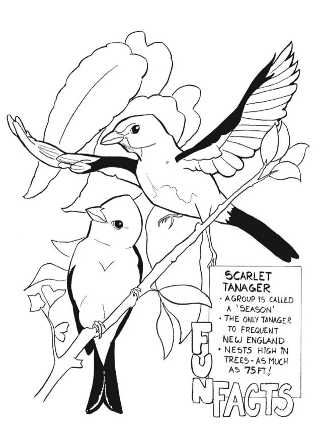 Audubon Coloring Book