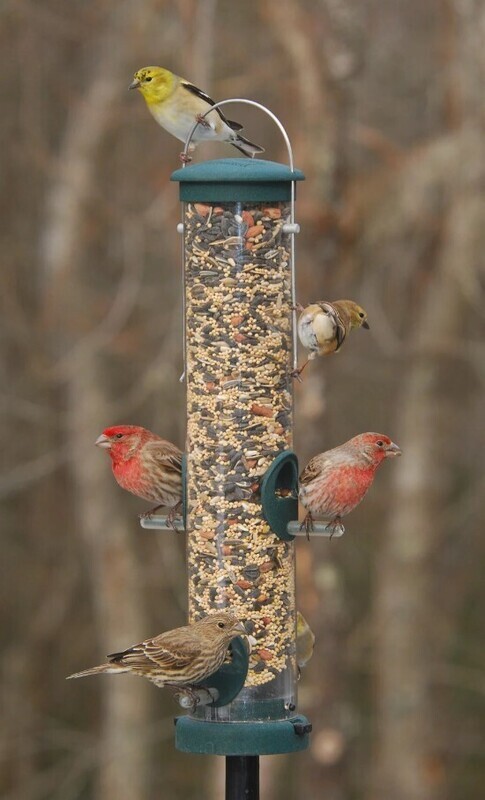 Aspects Quick Clean Peanut Feeder Spruce #440