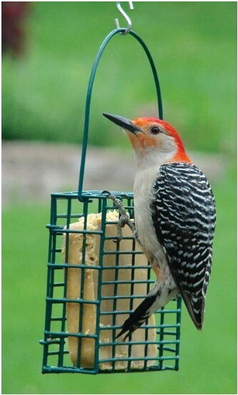 Single Suet Feeder