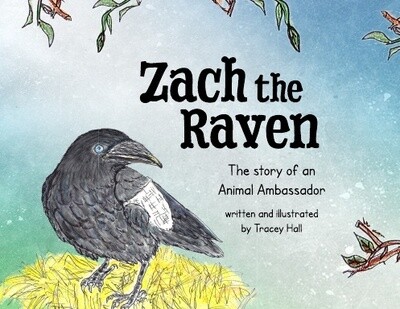 Zach the Raven Animal Ambassador
